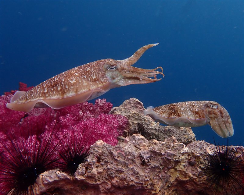 Divesite Image