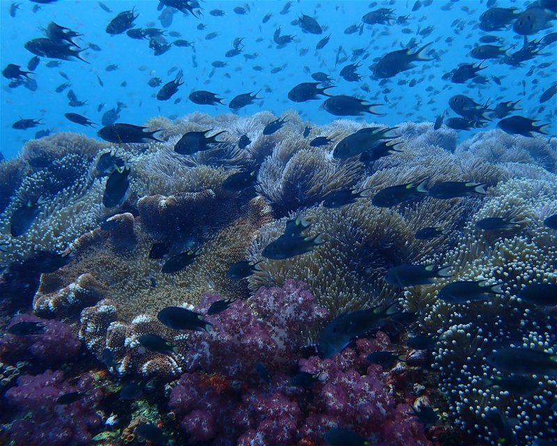 Divesite Image