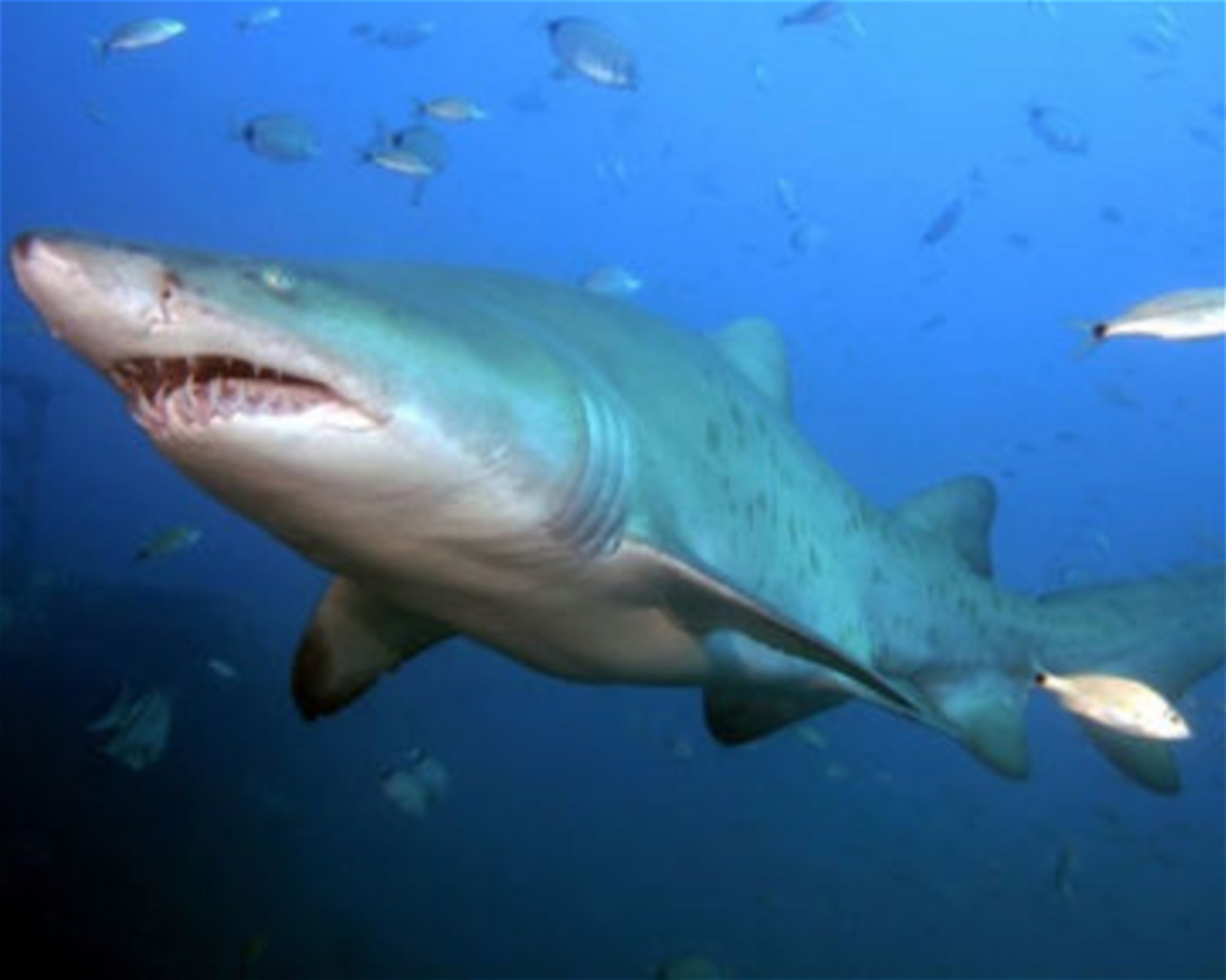 PRO DIVE CENTRAL COAST, 2261 KILLARNEY VALE
