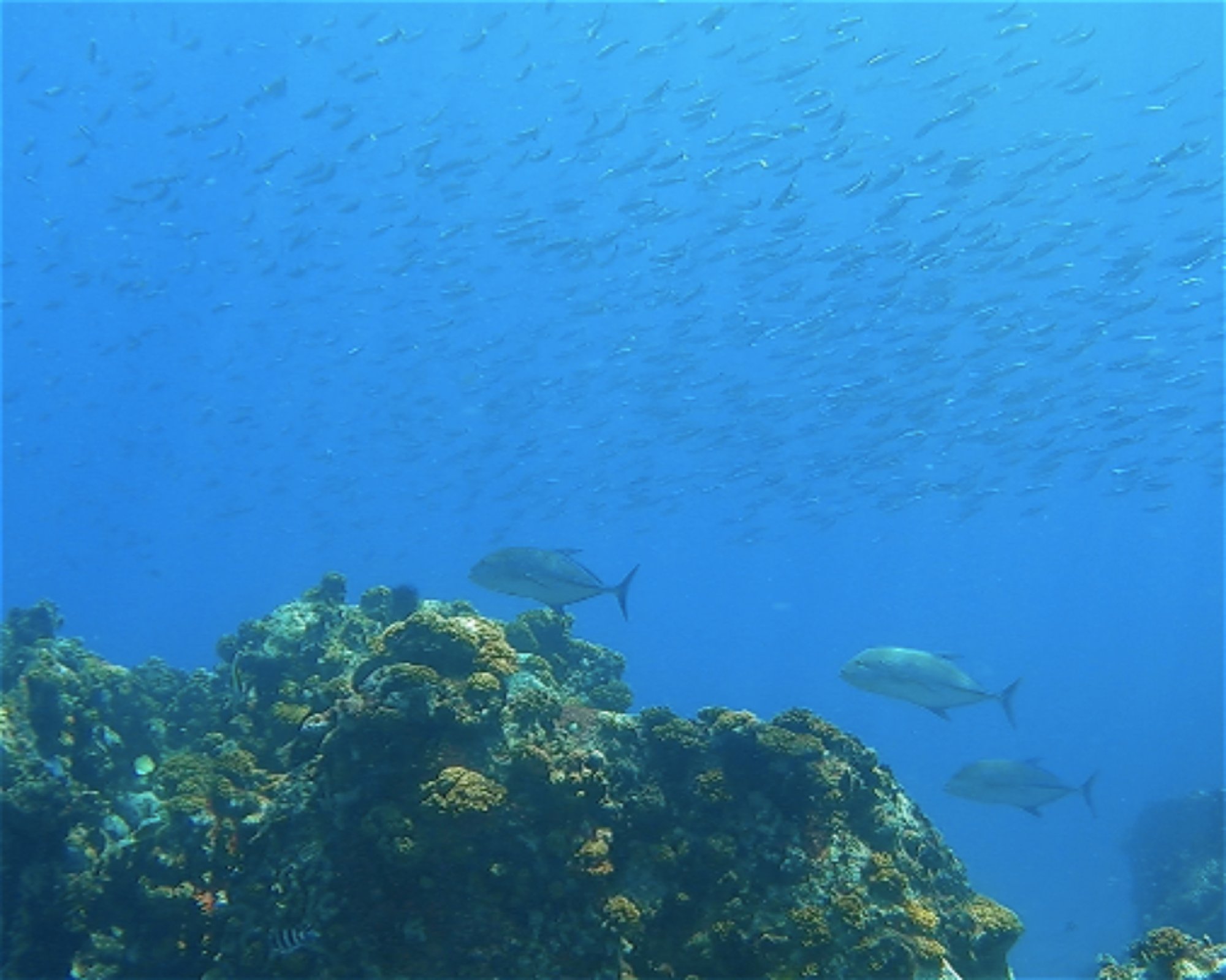 Whitetip Divers, 00000 PRASLIN