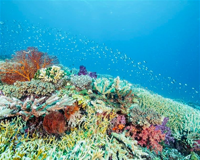 Divesite Image