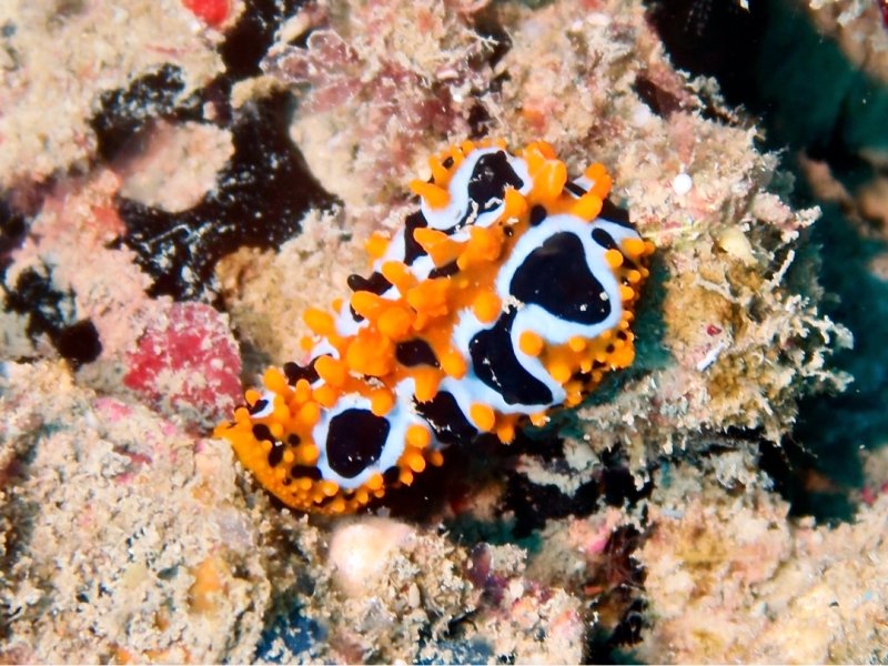 Divesite Image