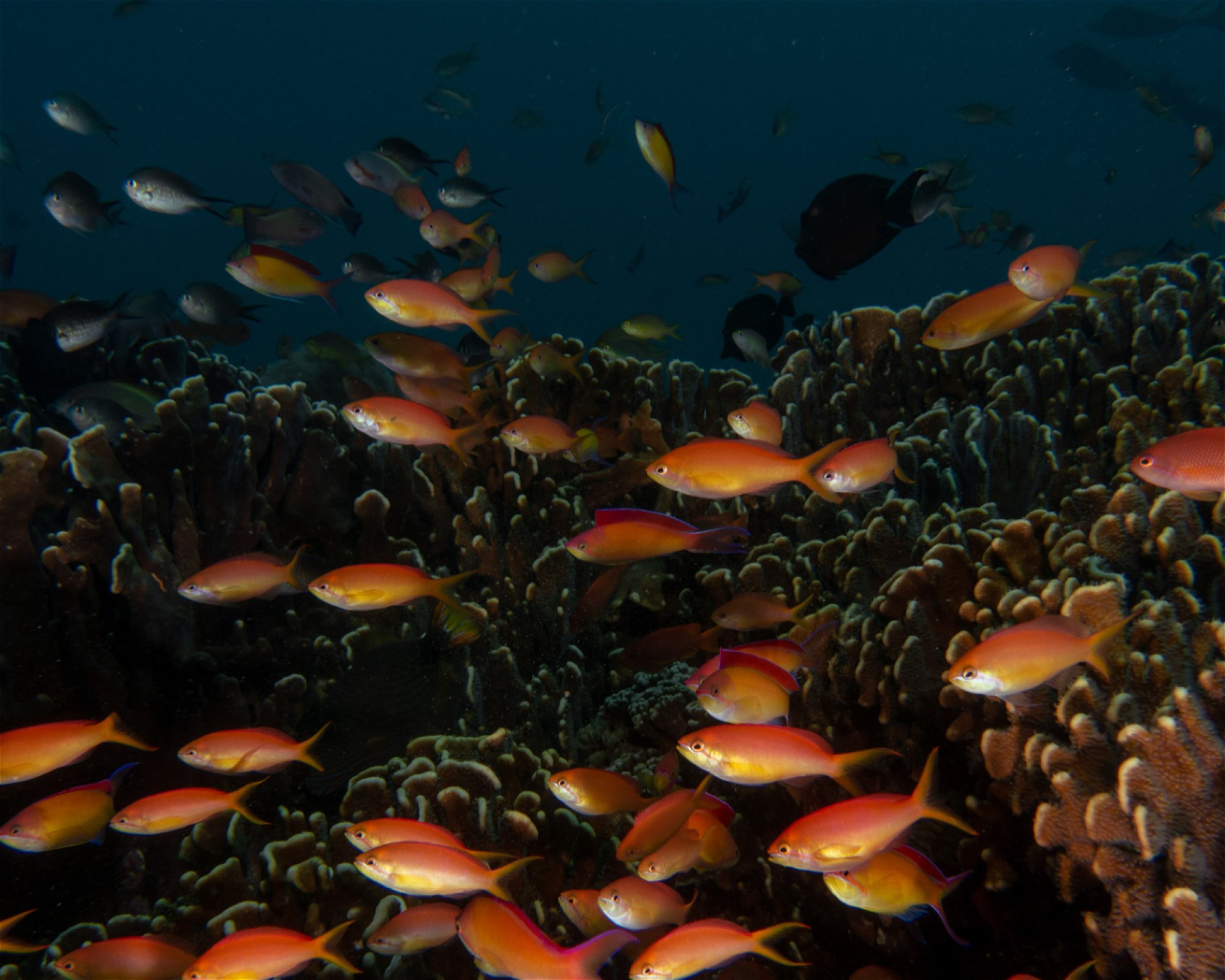 MANTA DIVE, Gili Trawangan