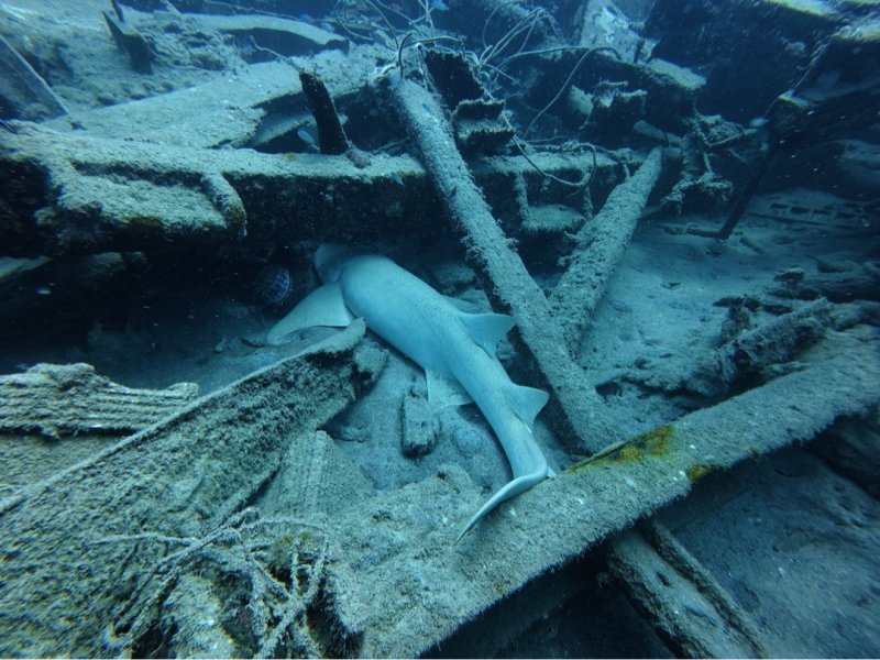 Divesite Image