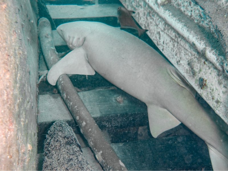 Divesite Image