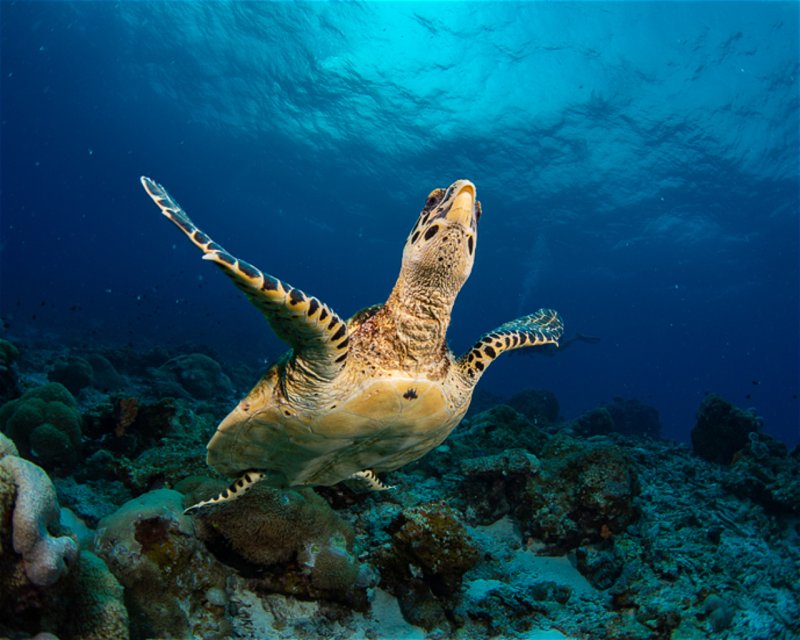Divesite Image