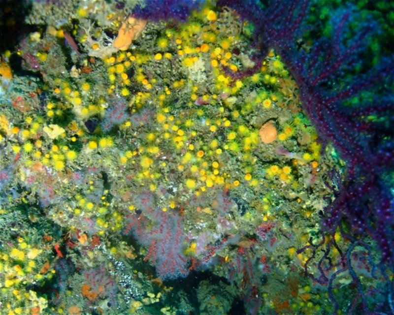 Divesite Image