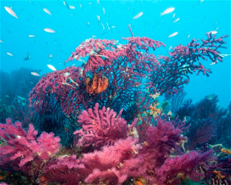 Divesite Image