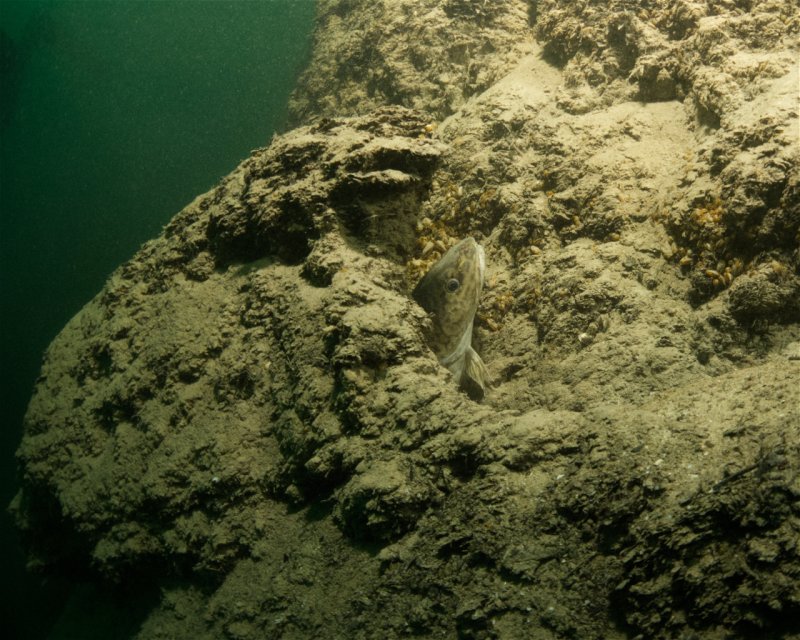 Divesite Image