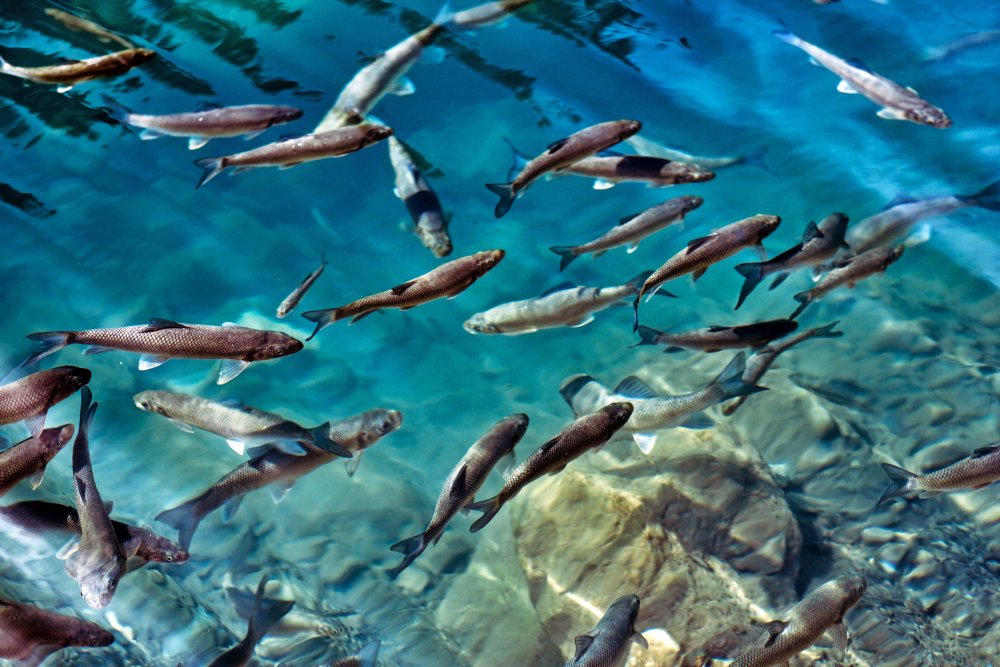 Freshwater Ecology