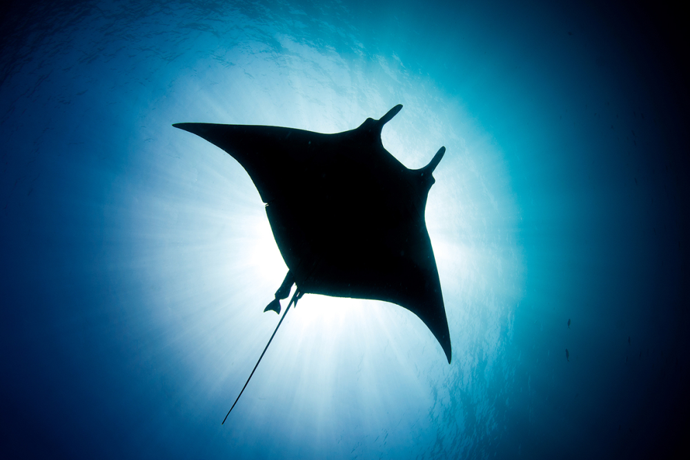 Manta & Ray Ecology