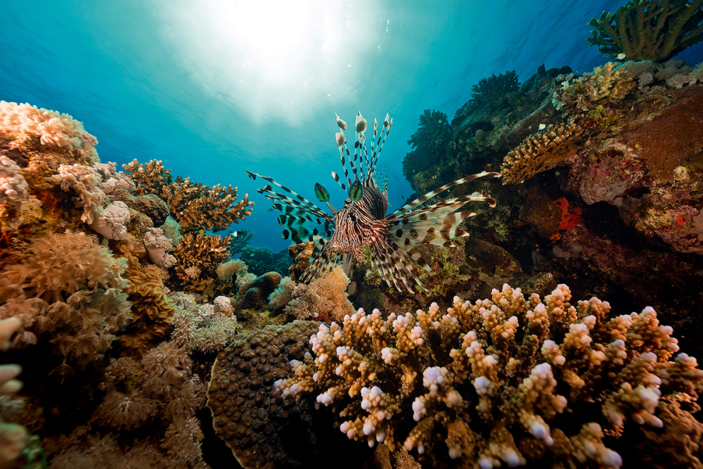 Marine Ecology