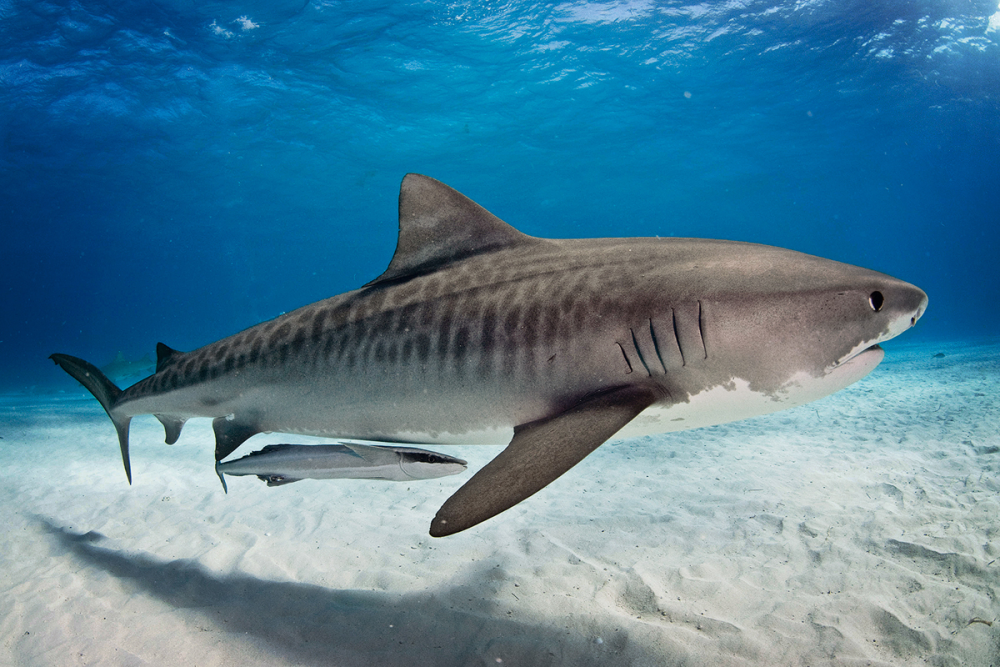Shark Ecology
