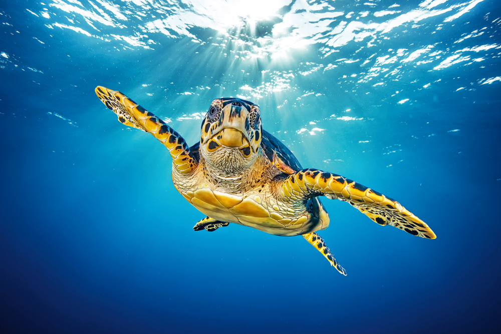 Sea Turtle Ecology