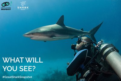  (c) The Shark Trust