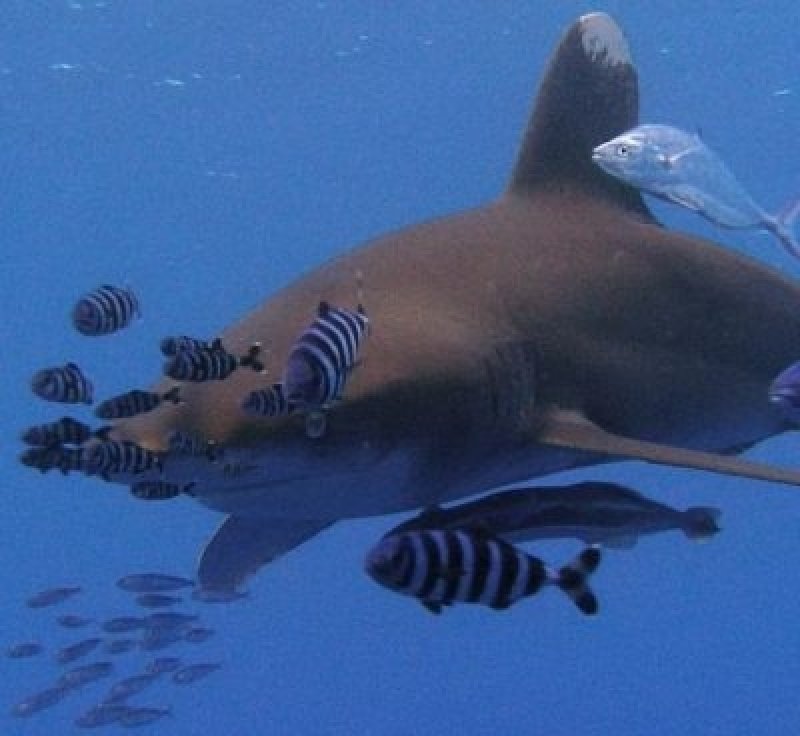 Whitetip shark (c) Lutz Hoffmann/Archiv Taucher.Net