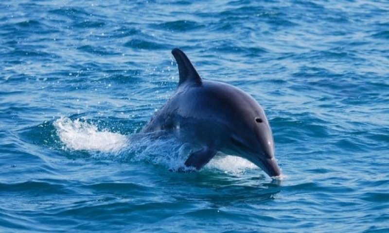 Dolphin (c) Andy Schumacher, Archiv Taucher.Net