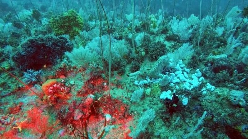 A blaze of colour in the new discovered deep-sea reef (c) Wilson Promontory Marine National Park