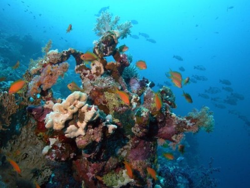 Sample picture biodiversity in our oceans (c) Helge Hartung, Archiv Taucher.Net