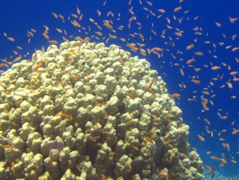 Sample picture biodiversity in our oceans (c) Hermann Kuestner, Archiv Taucher.Net