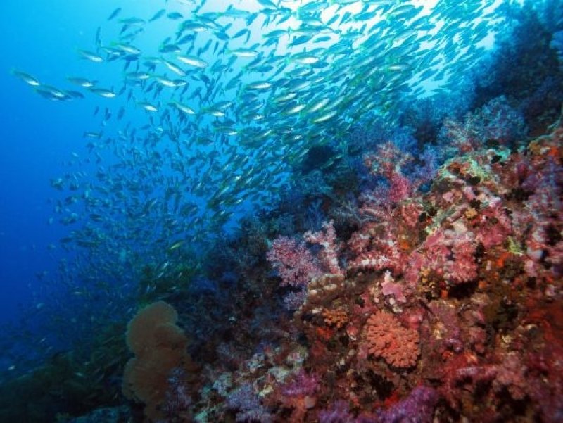 Sample picture biodiversity in our oceans (c) Stefan Thisbrummel, Archiv Taucher.Net