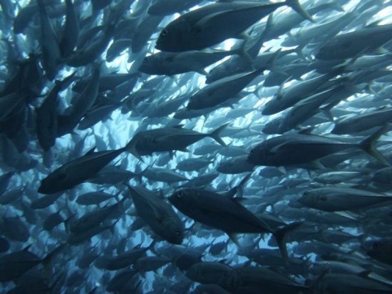 Sample picture (c) mallehai, Archiv Taucher.Net