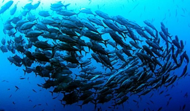 Sample picture (c) NUSS, Archiv Taucher.Net