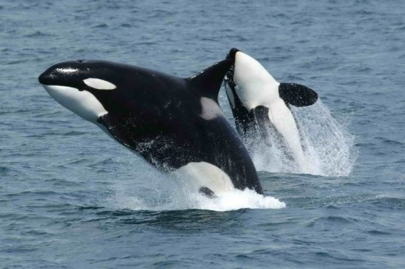 Jumping Orcas (c) Robert Pittman (NOAA)