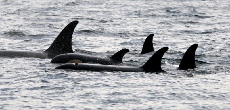5 Orcas in Johnstone Strait (c) Winky from Vancouver (Wikipedia)