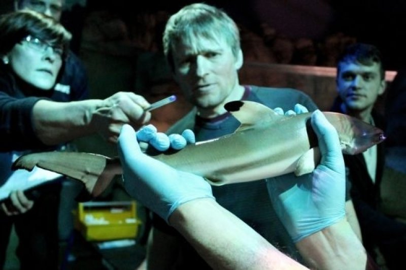 Aquarist and veterinarian examine shark pup. (c) Merlin Entertainments Group Germany GmbH