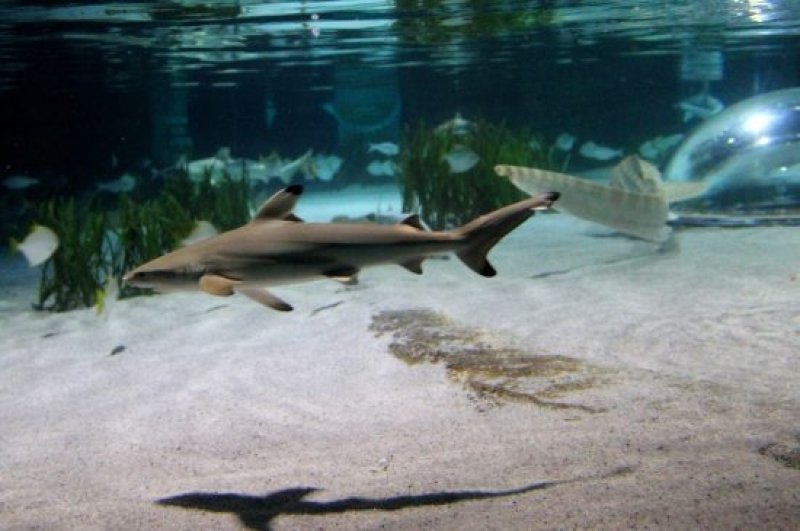 One-day-old blacktip reef shark. (c) Merlin Entertainments Group Germany GmbH