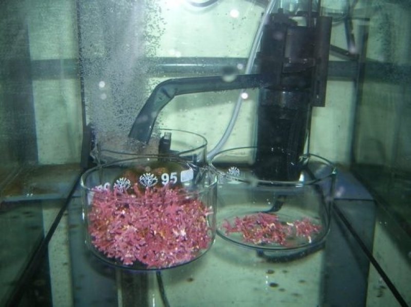 Samples of coralline red algae (Lithothamnion glacial) in the laboratory. (c) Federica Ragazzola