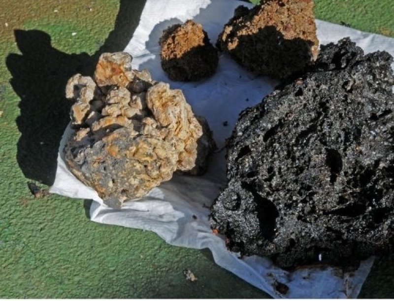 Rock samples from the submarine volcano off El Hierro. Photo: Maike Nicolai, GEOMAR