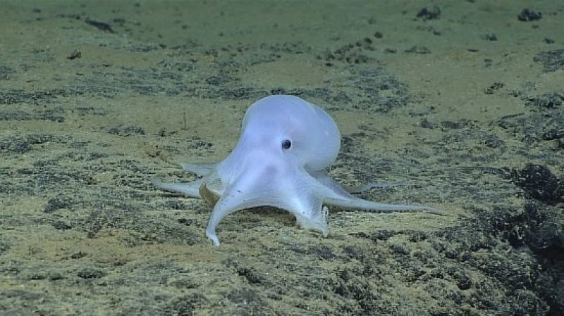 This ghostlike octopod probably belongs to a new species, as yet documented. (c) NOAA Office of Ocean Exploration and Research