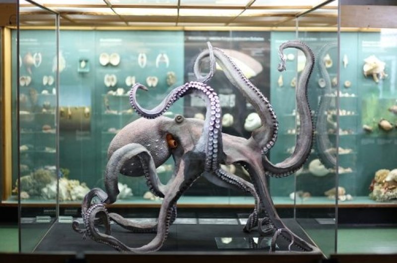 The lifelike replicas of octopi in the Meeresmuseum have ca. 2,200 suckers each. (c) John Mary Schlorke