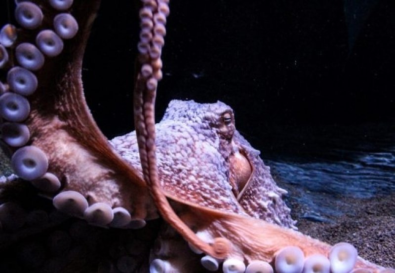 This giant squid is the highlight of the vibrant new exhibition in the Ozeaneum. (c) Romy Kiebel / Ozeaneum Stralsund