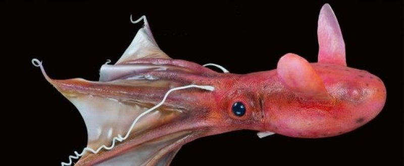 A model of a vampire squid in the Meeresmuseum, shown alternatively both in daylight and in the dark. (c) John Mary Schlorke