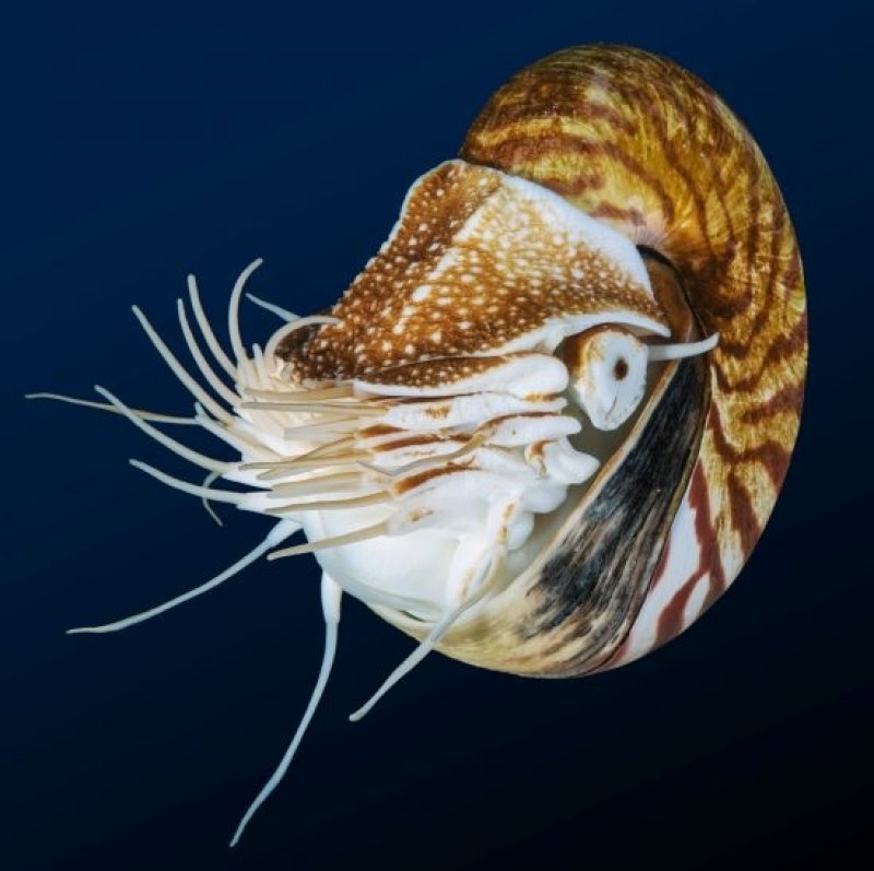 The Nautilus (Family: Nautilidae) is a mollusc, belonging to the class of cephalopods and has up to 90 tentacles. (c) John Mary Schlorke / German Oceanographic Museum