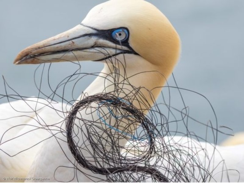 Gannets (northern gannet Morus bassanus) on the "Lummelfelsen" on Heligoland. The birds use plastic waste and parts of fishery nets (Dolly ropes) to build their nests on the rock. Many birds die in the ropes by strangulating themself. (c) Wolf Wichmann / Greenpeace
