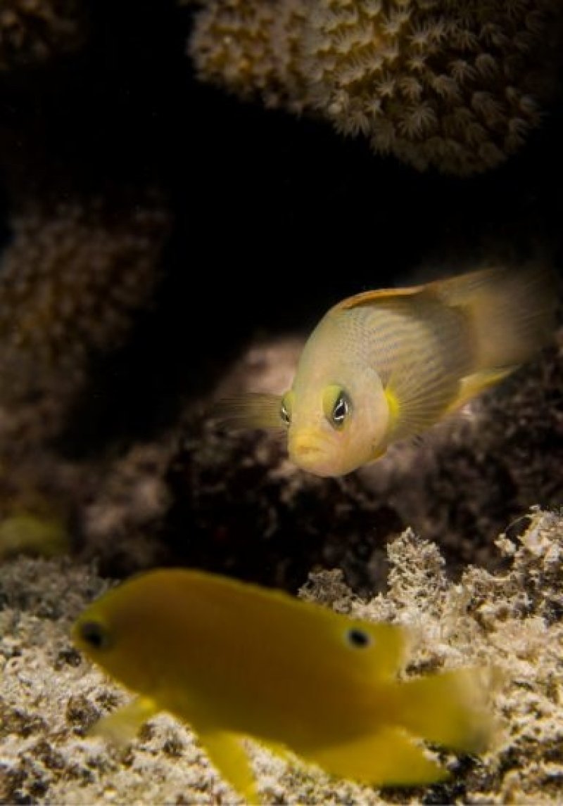 A dusky dottyback lurking on a Ambon Damselfish. (c) Christopher Mirbach