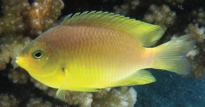 Ambon Damselfish. (c) Gagliano / Wikimedia