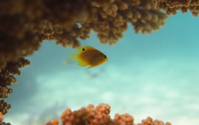 Baby Damselfish (c) MM.Palacios