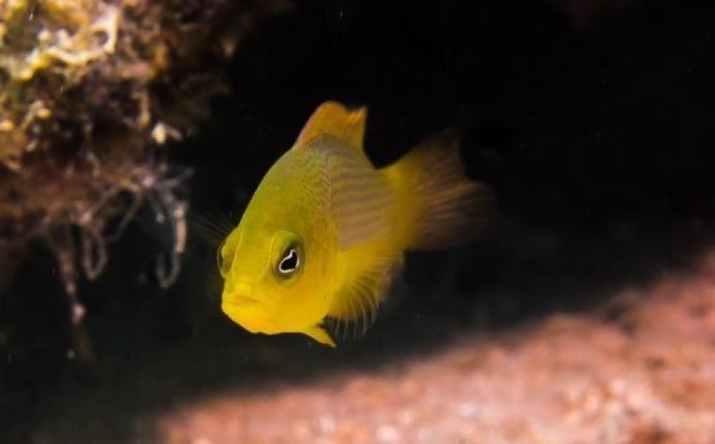 Juvenile Dottyback (c) CE. Mirbach