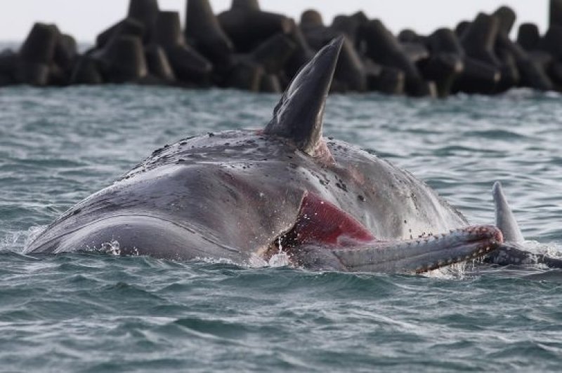 Sperm whales off Heligoland (c) Jochen Dierschke