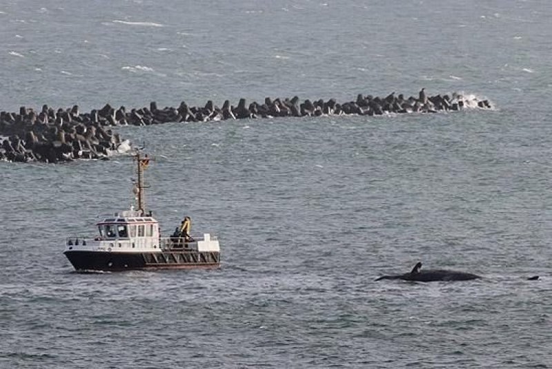 Sperm whales off Heligoland (c) Jochen Dierschke