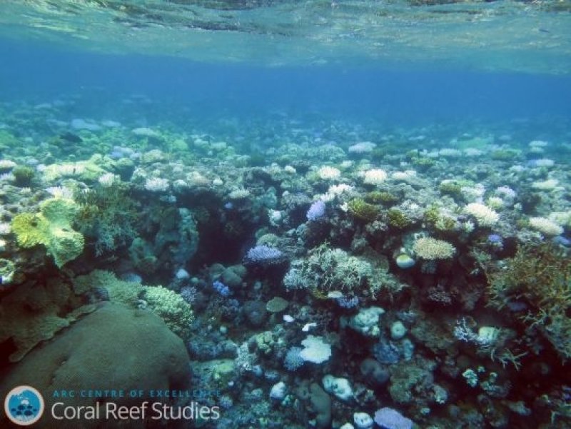 Ribbon Reef 8 (c) Mia Hoogenboom for ARC Centre of Excellence for Coral Reef Studies