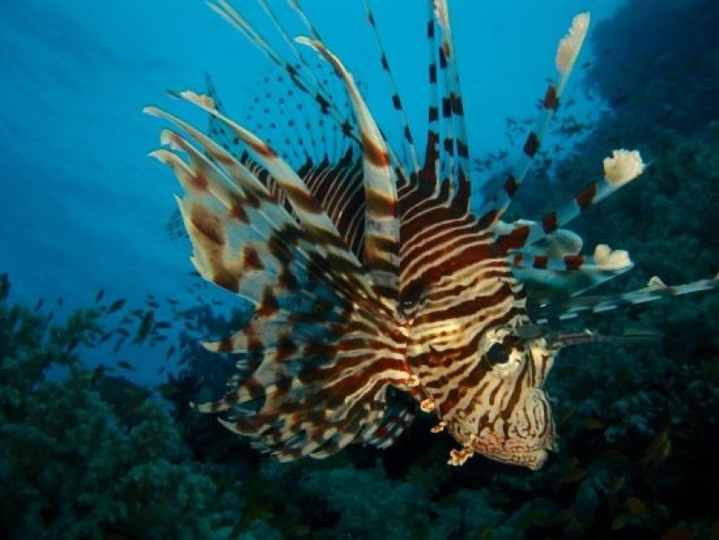 Lionfish (c) Rainer Mohr, Wikimedia