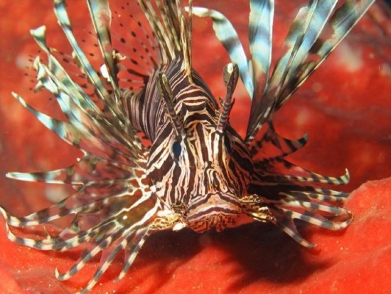 Lionfish (c) Daniel Dietrich, Wikimedia