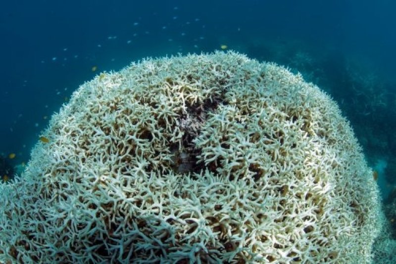 Coral Bleaching on Lizard Island, Great Barrier Reef (c) XL Catlin Seaview Survey