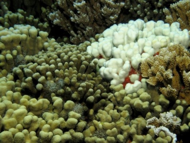 Close-up of bleached and unbleached coral (c) Raphael Ritson-Williams